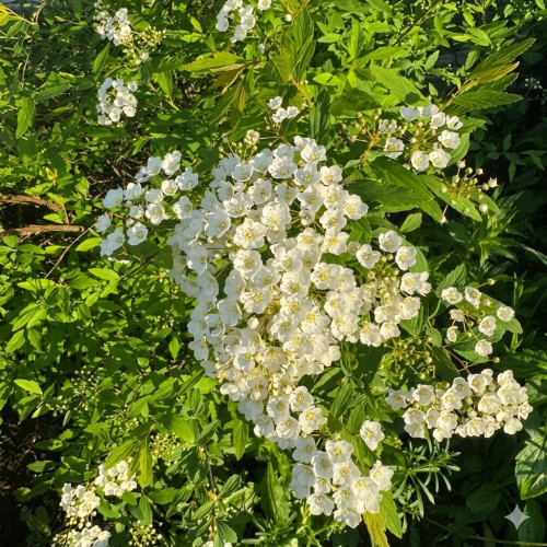 Спірея біла Грефшейм