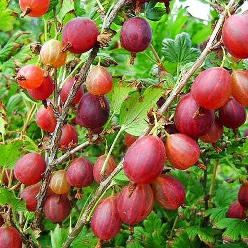 Аґрус Красень
