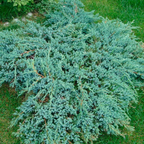 Ялівець Лускатий Блю Карпет