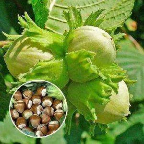 Фундук Кудашовой (сіянець)